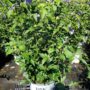 Rose of Sharon – Paraplu Violet – #3 Container
